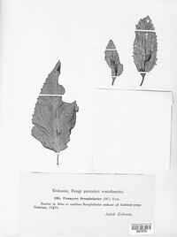 Uromyces scrophulariae image